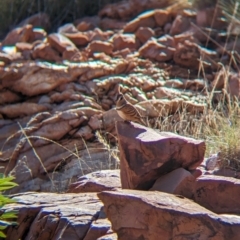 Geophaps plumifera (Spinifex Pigeon) at Newhaven Wildlife Sanctuary - 16 May 2024 by Darcy