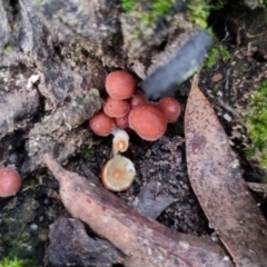 Unidentified Cap on a stem; gills below cap [mushrooms or mushroom-like] at Monga, NSW - 30 May 2024 by clarehoneydove