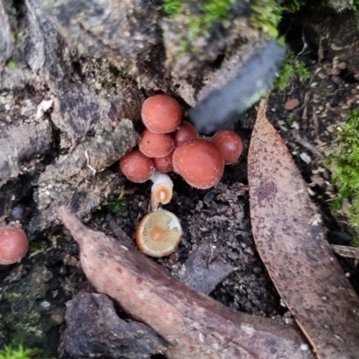 Unidentified Cap on a stem; gills below cap [mushrooms or mushroom-like] at Monga, NSW - 30 May 2024 by clarehoneydove