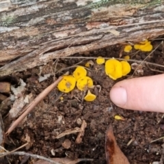 Bisporella citrina at Monga National Park - 30 May 2024 by clarehoneydove