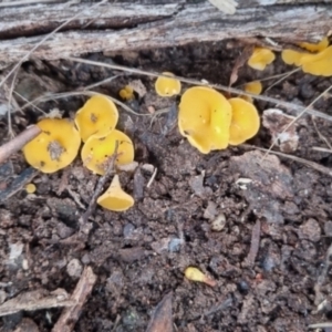 Phaeohelotium (Discinella terrestris aggregate) at QPRC LGA - 30 May 2024