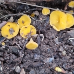 Phaeohelotium (Discinella terrestris aggregate) at QPRC LGA - 30 May 2024