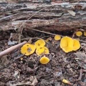 Phaeohelotium (Discinella terrestris aggregate) at QPRC LGA - 30 May 2024