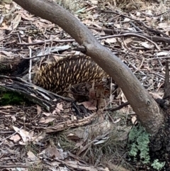 Tachyglossus aculeatus (Short-beaked Echidna) at Forde, ACT - 7 Jun 2024 by ABeek