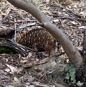 Tachyglossus aculeatus (Short-beaked Echidna) at Forde, ACT by ABeek