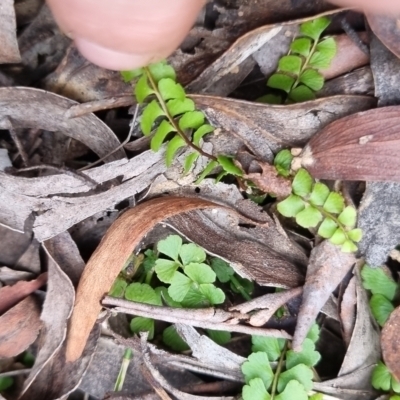 Asplenium flabellifolium at Mongarlowe River - 30 May 2024 by clarehoneydove