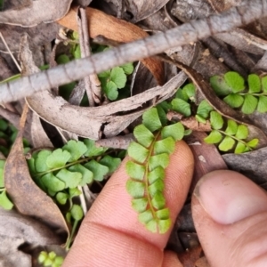 Lindsaea linearis at Monga National Park - 30 May 2024 04:01 PM