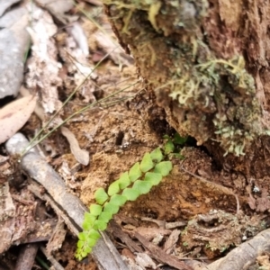 Lindsaea linearis at Monga National Park - 30 May 2024 04:01 PM