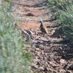 Geophaps plumifera (Spinifex Pigeon) at Newhaven Wildlife Sanctuary - 16 May 2024 by Darcy