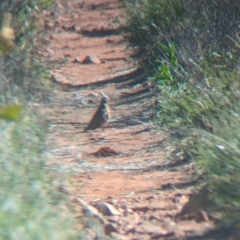 Geophaps plumifera at Lake Mackay, NT - 16 May 2024