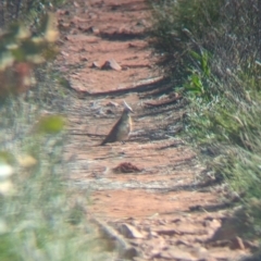 Geophaps plumifera at Lake Mackay, NT - 16 May 2024