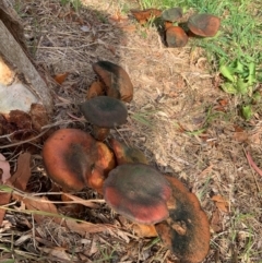 Unverified Fungus at Forde, ACT - 7 Jun 2024 by ABeek