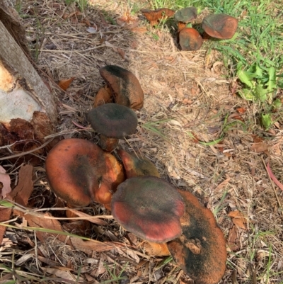 Unverified Fungus at Forde, ACT - 7 Jun 2024 by ABeek