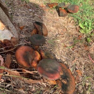 Unidentified Fungus at Forde, ACT - 7 Jun 2024 by ABeek