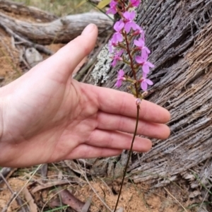 Stylidium graminifolium (Grass Triggerplant) at Monga National Park by clarehoneydove