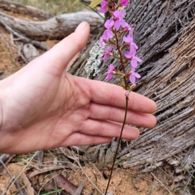 Stylidium graminifolium (Grass Triggerplant) at QPRC LGA - 30 May 2024 by clarehoneydove