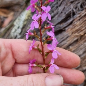 Stylidium graminifolium at QPRC LGA - 30 May 2024