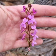 Stylidium graminifolium at QPRC LGA - 30 May 2024