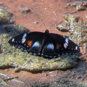 Hypolimnas bolina at Lake Mackay, NT - 16 May 2024 01:30 PM