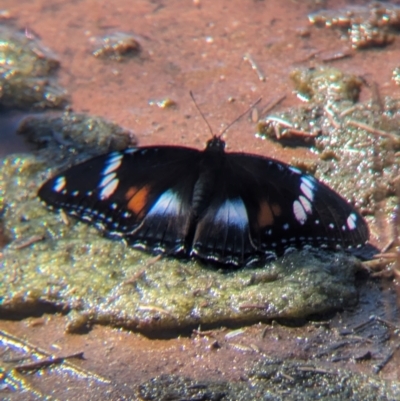 Hypolimnas bolina (Varied Eggfly) at Lake Mackay, NT - 16 May 2024 by Darcy