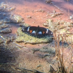 Hypolimnas bolina at Lake Mackay, NT - 16 May 2024 01:30 PM