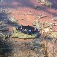 Hypolimnas bolina at Lake Mackay, NT - 16 May 2024 01:30 PM