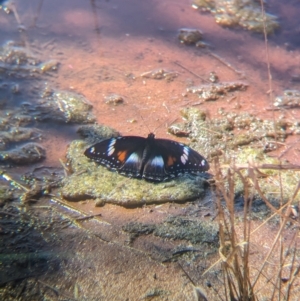 Hypolimnas bolina at Lake Mackay, NT - 16 May 2024 01:30 PM