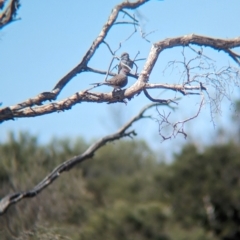 Geopelia cuneata (Diamond Dove) at Lake Mackay, NT - 16 May 2024 by Darcy