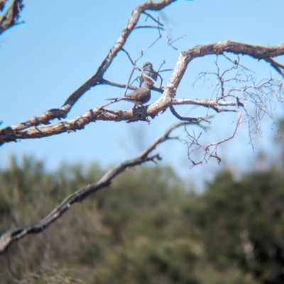 Geopelia cuneata (Diamond Dove) at Newhaven Wildlife Sanctuary - 16 May 2024 by Darcy