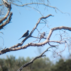 Geopelia cuneata at Lake Mackay, NT - 16 May 2024