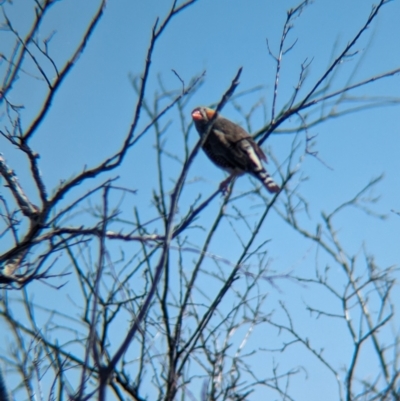 Taeniopygia guttata (Zebra Finch) at Lake Mackay, NT - 16 May 2024 by Darcy