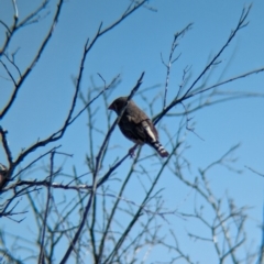 Taeniopygia guttata at Lake Mackay, NT - 16 May 2024 02:56 PM