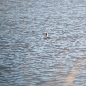 Tachybaptus novaehollandiae at Lake Mackay, NT - 16 May 2024