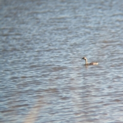 Tachybaptus novaehollandiae at Lake Mackay, NT - 16 May 2024 02:58 PM