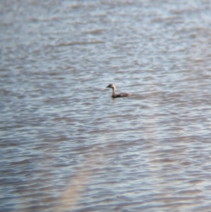 Tachybaptus novaehollandiae at Lake Mackay, NT - 16 May 2024