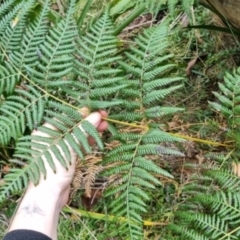 Pteridium esculentum (Bracken) at Mongarlowe River - 30 May 2024 by clarehoneydove