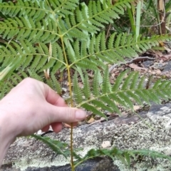 Pteridium esculentum at QPRC LGA - 30 May 2024