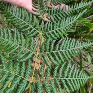 Pteridium esculentum at QPRC LGA - 30 May 2024