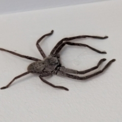 Isopeda canberrana (Canberra Huntsman Spider) at Kambah, ACT - 6 Jun 2024 by act180