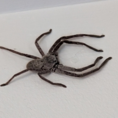 Isopeda canberrana (Canberra Huntsman Spider) at Kambah, ACT - 7 Jun 2024 by act180