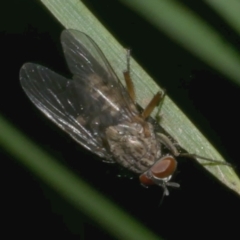 Unidentified True fly (Diptera) at WendyM's farm at Freshwater Ck. - 2 May 2024 by WendyEM