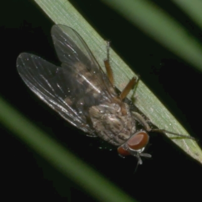 Unidentified True fly (Diptera) at WendyM's farm at Freshwater Ck. - 2 May 2024 by WendyEM