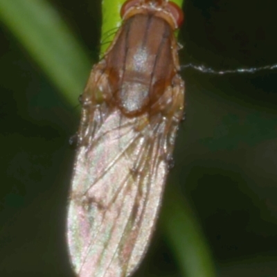 Unverified True fly (Diptera) at WendyM's farm at Freshwater Ck. - 21 May 2024 by WendyEM