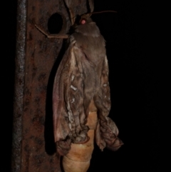 Abantiades (genus) (A Swift or Ghost moth) at Freshwater Creek, VIC - 21 May 2024 by WendyEM