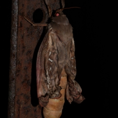 Abantiades (genus) (A Swift or Ghost moth) at Freshwater Creek, VIC - 21 May 2024 by WendyEM