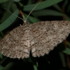 Ectropis fractaria (Ringed Bark Moth) at WendyM's farm at Freshwater Ck. - 29 May 2024 by WendyEM