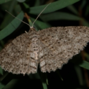 Ectropis fractaria at WendyM's farm at Freshwater Ck. - 29 May 2024