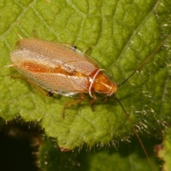 Ellipsidion sp. (genus) (A diurnal cockroach) at Freshwater Creek, VIC - 14 Apr 2024 by WendyEM