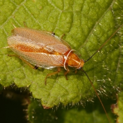 Unidentified Cockroach (Blattodea, several families) at WendyM's farm at Freshwater Ck. - 14 Apr 2024 by WendyEM