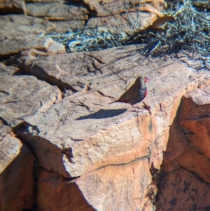 Emblema pictum at Lake Mackay, NT - suppressed